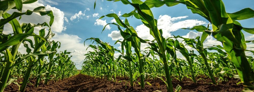 Agronegócio em foco: como enfrentar as mudanças da reforma tributária