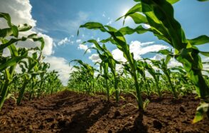 Agronegócio em foco: como enfrentar as mudanças da reforma tributária